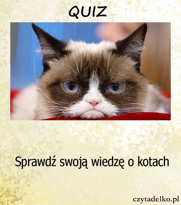 Sprawdź swoją wiedzę o kotach